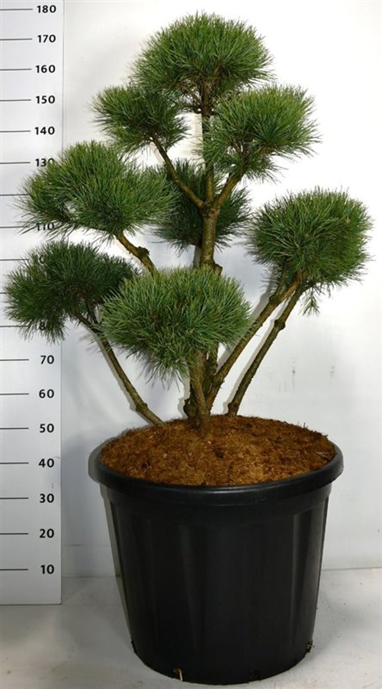 Tall – Pinus sylvestris 'Watereri' - C110 100-120 cm. Bonsai